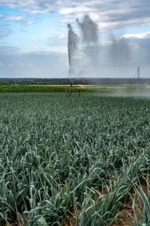Agriculture, artificial irrigation of a field, sprinkler system, leek, leek, east of Nettetal, on