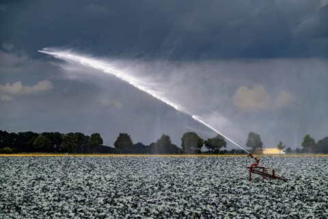 Agriculture, artificial irrigation of a field, irrigation system, cabbage cultivation, red cabbage,