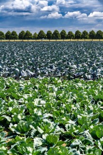 Agriculture, fields, cabbage cultivation, red cabbage and white cabbage, near Kempen on the Lower