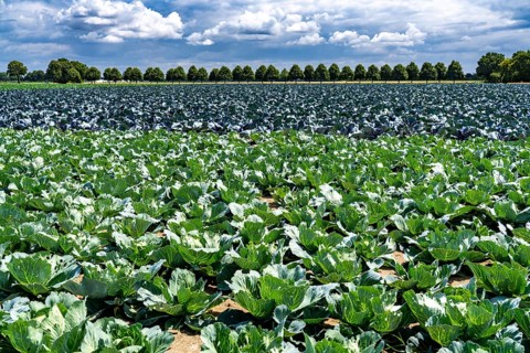 Agriculture, fields, cabbage cultivation, red cabbage and white cabbage, near Kempen on the Lower