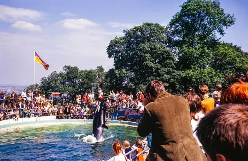 Crowd of people in audience watching performance by Cuddles the Killer Whale, Dudley Zoo, West