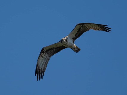 An osprey in flight (Pandion haliaetus), Mecklenburg-Western Pomerania, Müritz region, Germany