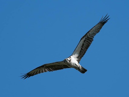 An osprey (Pandion haliaetus) in flight, Mecklenburg-Western Pomerania, Müritz region, Germany