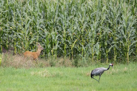 Roebuck and crane on, Mecklenburg-Vorpommern, Müritz Region, Germany