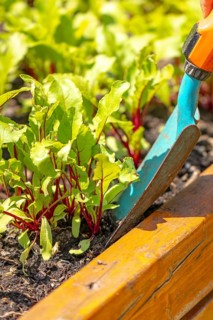 Young beetroot plants in the bed with a small blue shovel