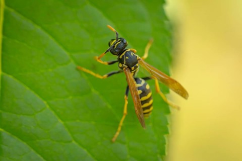 Common wasp (Vespula vulgaris) on a green leaf in close-up, Ternitz, Lower Austria, Austria