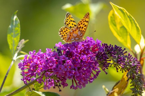 Small pearl-bordered fritillary (Issoria lathonia) on lilac (Buddleja davidii), Ternitz, Lower