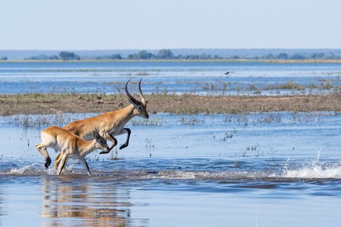 Red lechwe antelope herd (Kobus lache) runs through shallow water, splashing wildly in Chobe River.