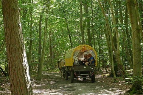 Horse-drawn carriage travelling through the forest, Darßer Ort, Born a. Darß, National Park