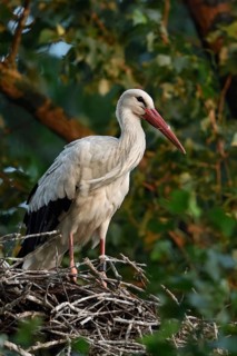 High up in the poplars... White stork (Ciconia ciconia) on its nest in a tree, young adult bird