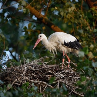 On the stork nest... White stork (Ciconia ciconia), adult, building its nest on a poplar tree in