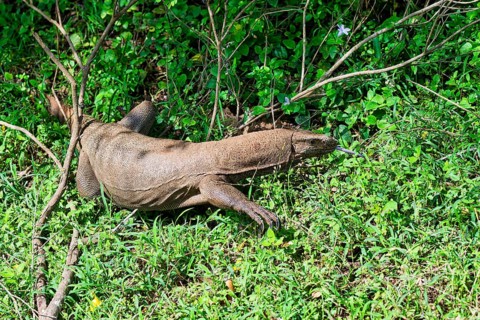 Land Monitor or Bengal monitor (Varanus bengalensis) coming out of the forest, Sri Lanka