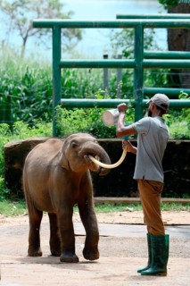 Orphaned Baby elephant being fed with milk by a caretaker, Pinnawala Elephant Orphanage,