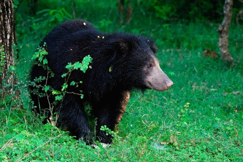 Sloth bear or Indian bear (Melursus ursinus) walking, Yala National Park, Sri Lanka