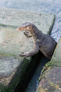 Asian Water Monitor (Varanus salvator) coming out of the water and climbing dock steps, Malacca,