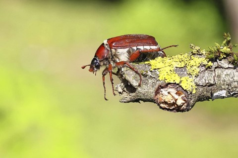 May beetle, wood cockchafer (Melolontha hippocastani), female, on a branch covered with lichen,