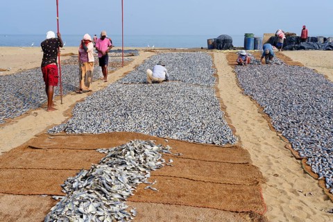 Cleaned fish drying in the sun on coconut matte, Negombo, Sri Lanka