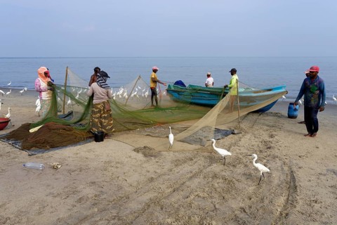 Fishermen cleaning their fishnets surrounded by little egrets on the beach, Negombo, Sri Lanka