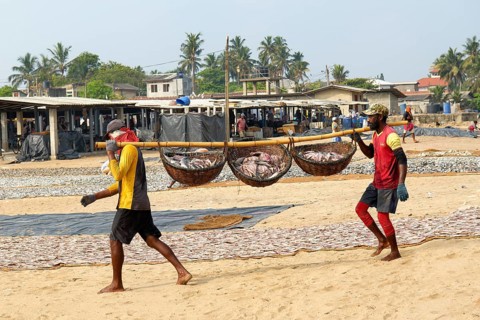 Fishermen carrying fish in baskets, Negombo, Sri Lanka