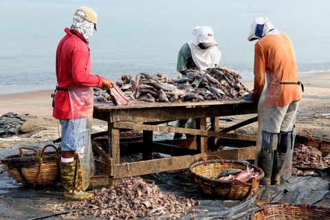 Fishermen cleaning and preparing fish for the market, Negombo, Sri Lanka