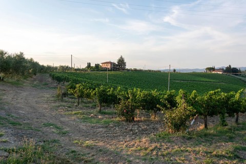 Typical country house in the soft evening light with vines near San Gimignano, Tuscany, Italy