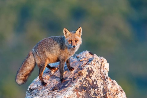 Red fox (Vulpes vulpes) in early morning light on a rock, Sierra de San Pedro, Extremadura, Spain