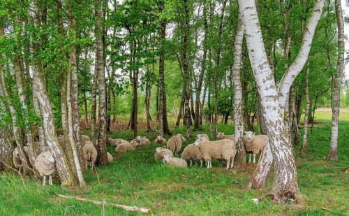 Flock of sheep in the birch forest in the moor near Hille Germany