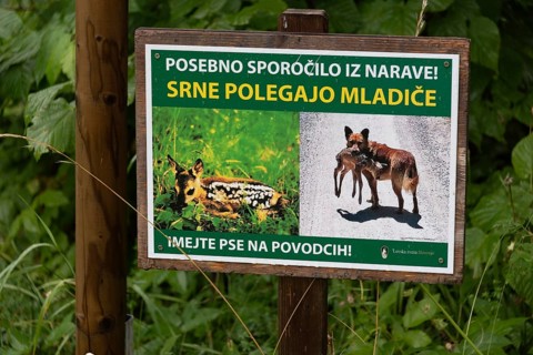 Sign with pictures and Slovenian text in greenery, warns of animals, Zgornje Jezersko, Gorenjska,