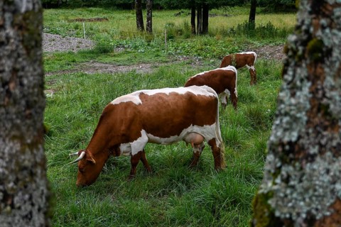 Red and white spotted dairy cows grazing on a lush green meadow in Zgornje Jezersko, Gorenjska