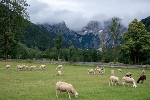 Sheep grazing on a green meadow in front of a mountain backdrop with clouds, Zgornje Jezersko,