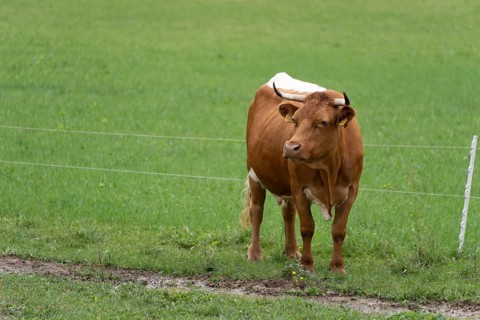 Brown cow standing on green pasture next to a fence, Zgornje Jezersko, Gorenjska, Slovenia