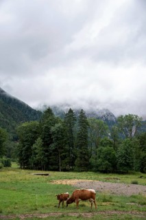 Landscape with meadow and trees in front of a foggy mountain panorama, Zgornje Jezersko, Gorenjska,