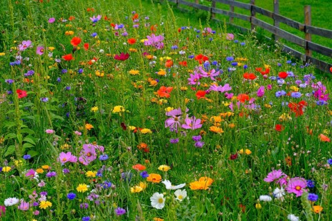 Wildflower meadow, Sesto, Dolomites, Val Pusteria, South Tyrol, Italy