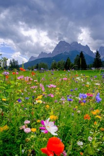 Wildflower meadow, in front of the Sesto Dolomites, Sesto Sundial, Sesto, Dolomites, Val Pusteria,