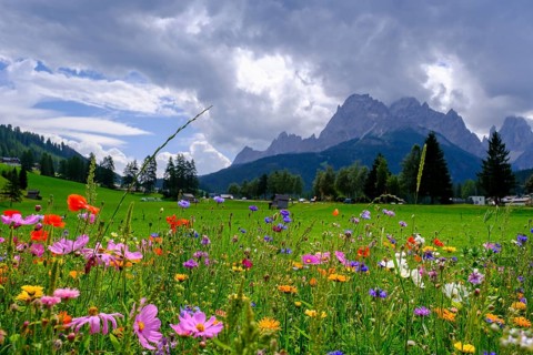 Wildflower meadow, in front of the Sesto Dolomites, Sesto Sundial, Sesto, Dolomites, Val Pusteria,