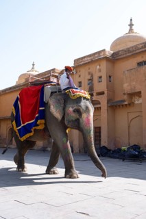 Indian mahout on colourfully painted elephant in the Amber Fort or fortress, Jaipur, Rajasthan,