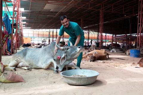 Vet and injured cow, Gaushala or cattle hostel or shelter for cows, Shree Bagh Wale Balaji Gaushala