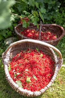 Two baskets of redcurrants or currants, Ribes Rubum, Upper Bavaria, Bavaria, Germany