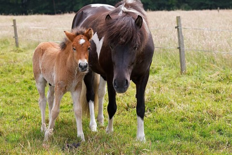 Icelandic horses (Equus islandicus), foal and mare in a meadow, colt, Tierkind, Schleswig-Holstein,