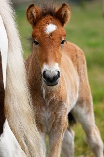 Young Icelandic stallion (Equus islandicus), foal in a meadow, colt, male, animal child,