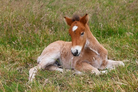 Young Icelandic stallion (Equus islandicus), foal resting in a meadow, colt, male, animal child,
