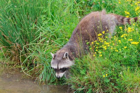 An adult raccoon (Procyon lotor) searches for food in the shallow water of a stream surrounded by