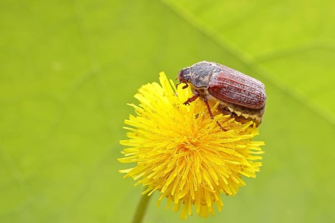 Cockchafer, field cockchafer (Melolontha melolontha), female on a dandelion (Taraxacum) flower,