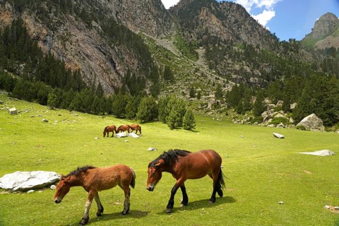 Horses grazing in the Aigüestortes i Estany de Sant Maurici National Park, Catalonia, Spain