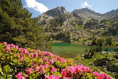 Azalea in bloom at the glacial lake Estany de les Obagues de Ratera or Lagunas Llosas in the