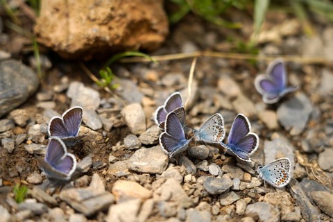 Blues in the Bujaruelo Valley or Valle de Bujaruelo near Torla-Ordesa, Spain