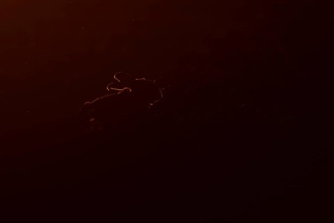 European brown hare (Lepus europaeus) adult animal rim lit from backlighting in a farmland field at