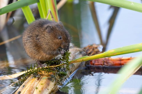 Water vole (Arvicola amphibius) adult animal feeding on pond weed in a reedbed, England, United