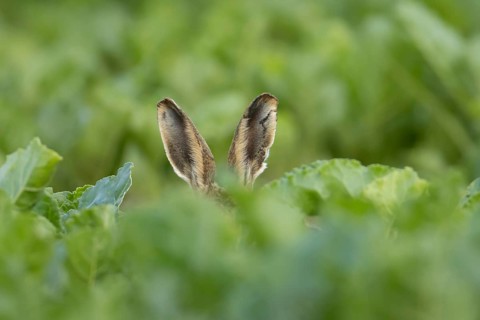 European brown hare (Lepus europaeus) adult animal in a farmland sugar beet crop in summer,