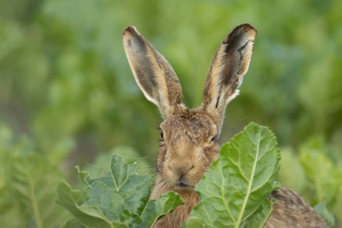 European brown hare (Lepus europaeus) adult animal in a farmland sugar beet field, England, United
